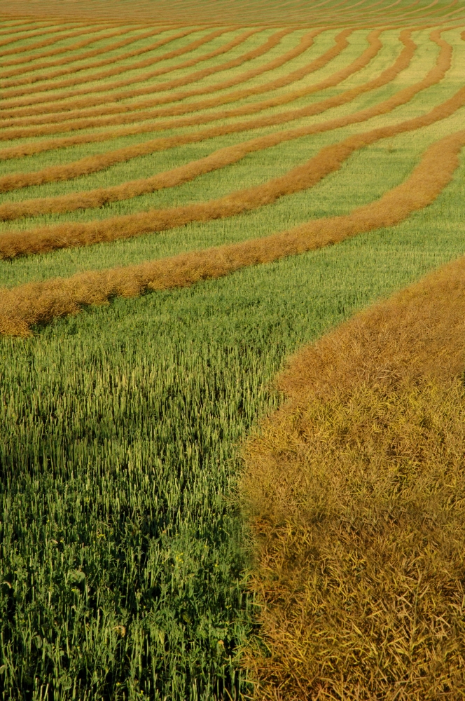 Rows of Canola Windrows Poster Print by Dean Muz - 11 x 17