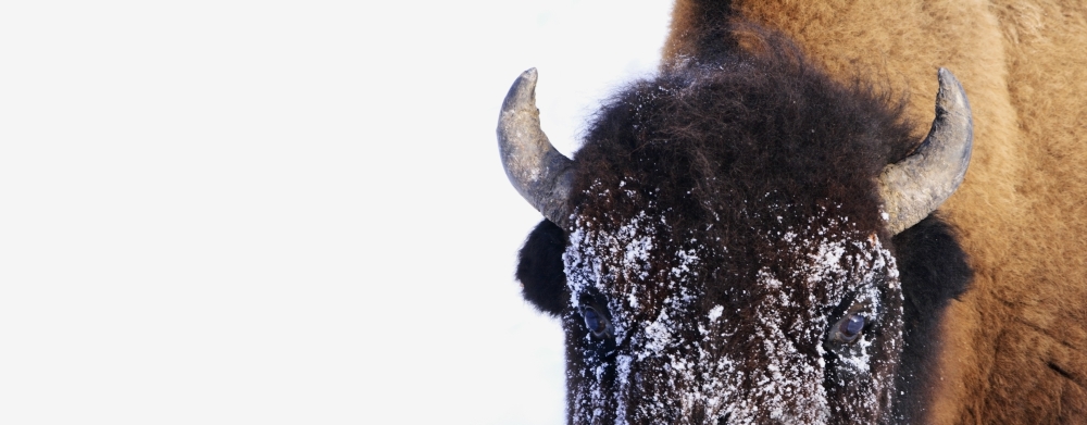 Bison in Winter Poster Print by Richard Wear - 29 x 11