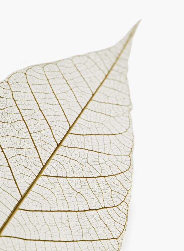 Transparent Leaf Poster Print by Kelly Redinger, 26 x 34 - Large