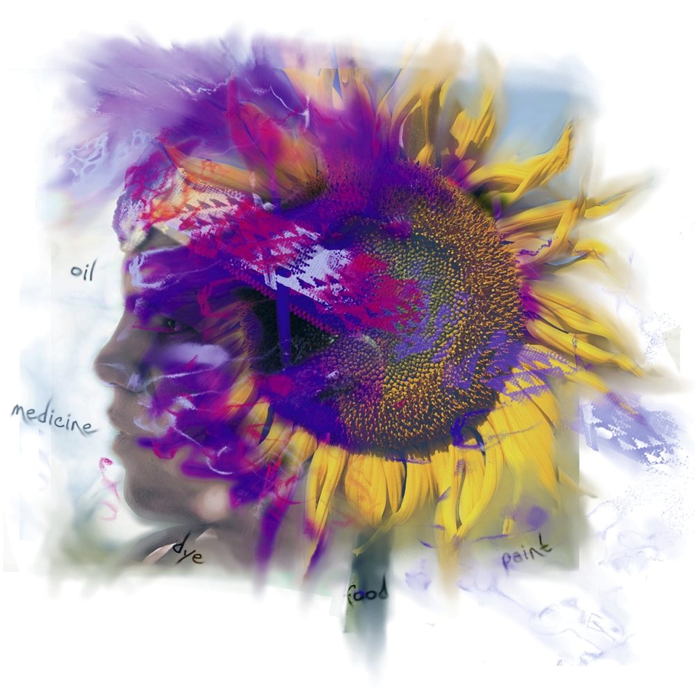 Sunflower Composite Poster Print by Design Pics Eye Traveller, 24 x 24 - Large