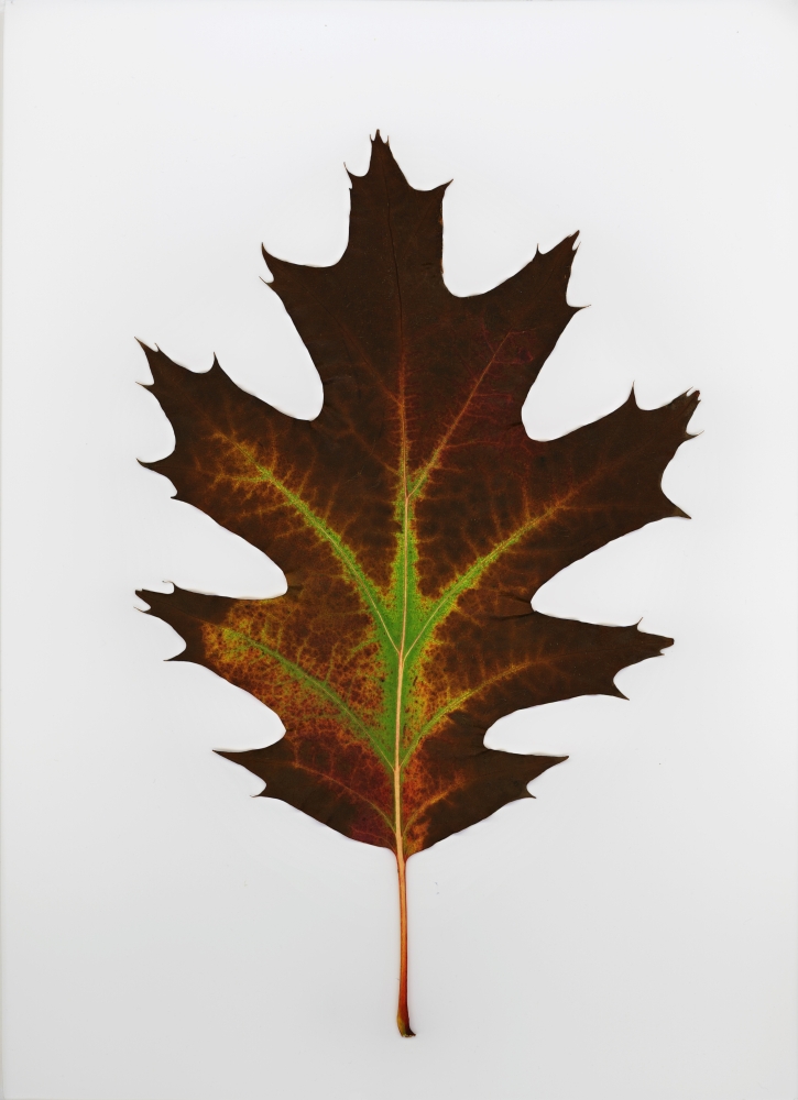 Leaf Poster Print by Deddeda - 12 x 17