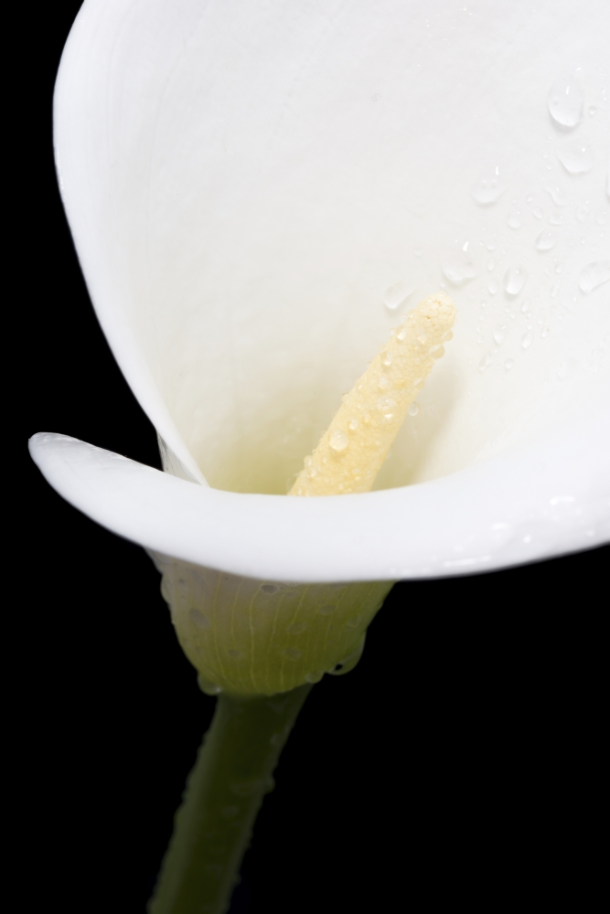 Close Up of White Arum Or Calla Lily Covered in Water Droplets Against A Black Background - London England Poster Print by Nick Dale, 12 x 19 -  Posterazzi, DPI12288124