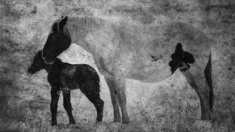 Horses Mare & Foal - Alberta Canada Poster Print by Ron Harris - 40 x 22 - Large