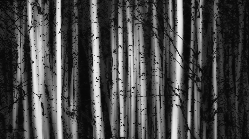 DPI12290227LARGE Forest of Birch Trees - Alberta Canada Poster Print by Ron Harris, 40 x 22 - Large