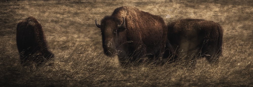 Bison Athabascae Grazing Elk Island National Park - Alberta Canada Poster Print by Ron Harris, 44 x 15 - Large