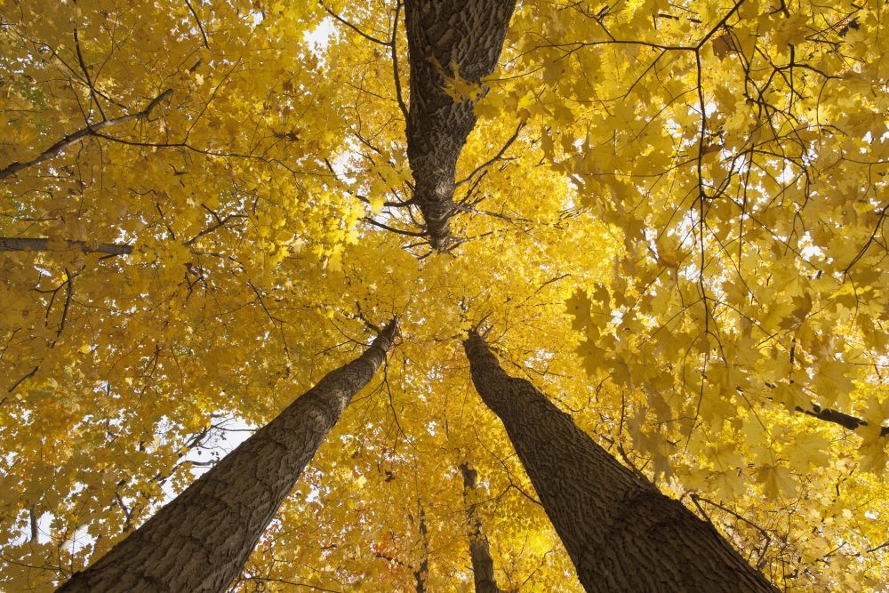 Low Angle View of Golden Leaves On A Tree in Autumn - Brampton Ontario Canada Poster Print by Ron Bouwhuis - 19 x 12