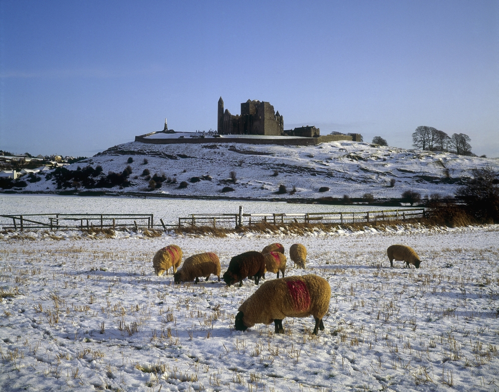 Sheep On A Snow Covered Landscape in Front of A Castle Rock of Castle Castle Poster Print by The Irish Image Collection, 17 x 13