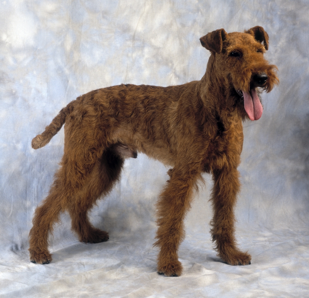 Irish Terrier Poster Print by The Irish Image Collection - 15 x 14