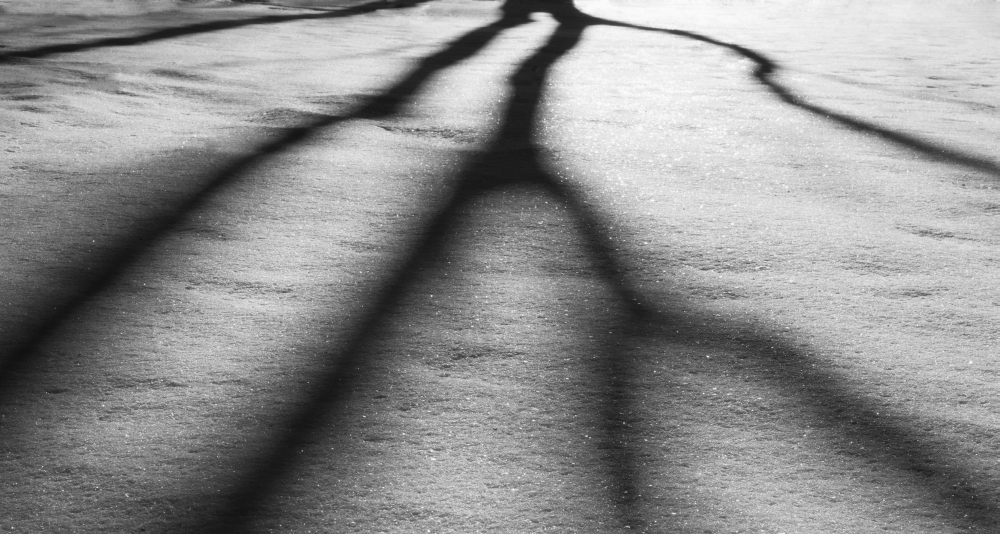 Harsh Shadows Upon The Snow Being Cast by The Sun Behind Trees - Alberta Canada Poster Print by Leah Bignell - 21 x 11