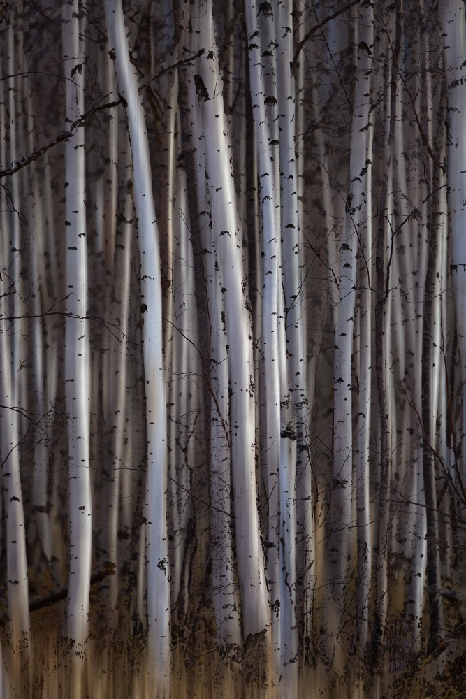 Forest of Birch Trees - Alberta Canada Poster Print by Ron Harris - 12 x 19