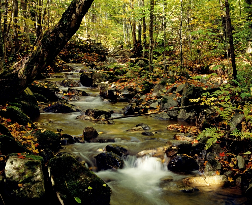 Babbling Brook Poster Print by David Chapman - 16 x 13