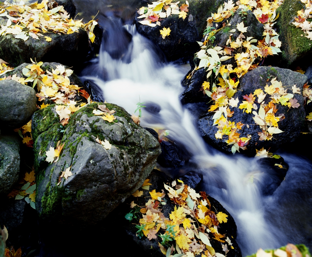 Fall Leaves Among Rocks On A River Poster Print by David Chapman - 16 x 13