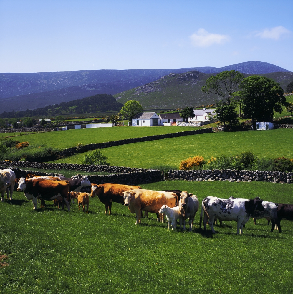 Mourne Mountains Co Down Ireland - Cattle & Farm Structures with Mountains in The Background Poster Print by The Irish Image Collection, 15 x 15