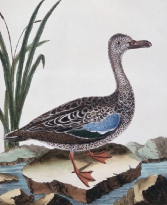 SAL900141471 Sarcelle Duck de Cayenne Georges-Louis Leclerc Buffon 1707-1788 French Poster Print - 18 x 24 in.