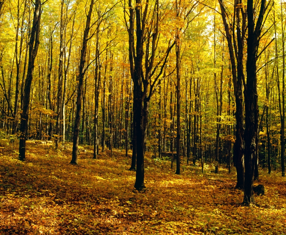 Forest in Autumn with Trees Poster Print by David Chapman - 16 x 13