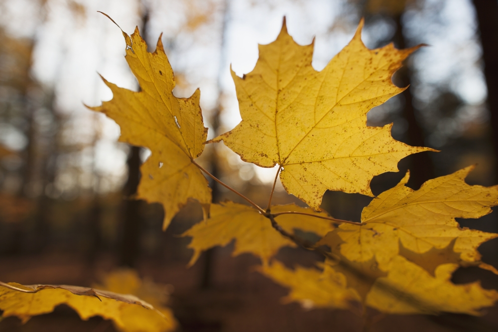 DPI12290368 Golden Coloured Maple Leaves in Autumn - Brampton Ontario Canada Poster Print by Ron Bouwhuis, 18 x 12