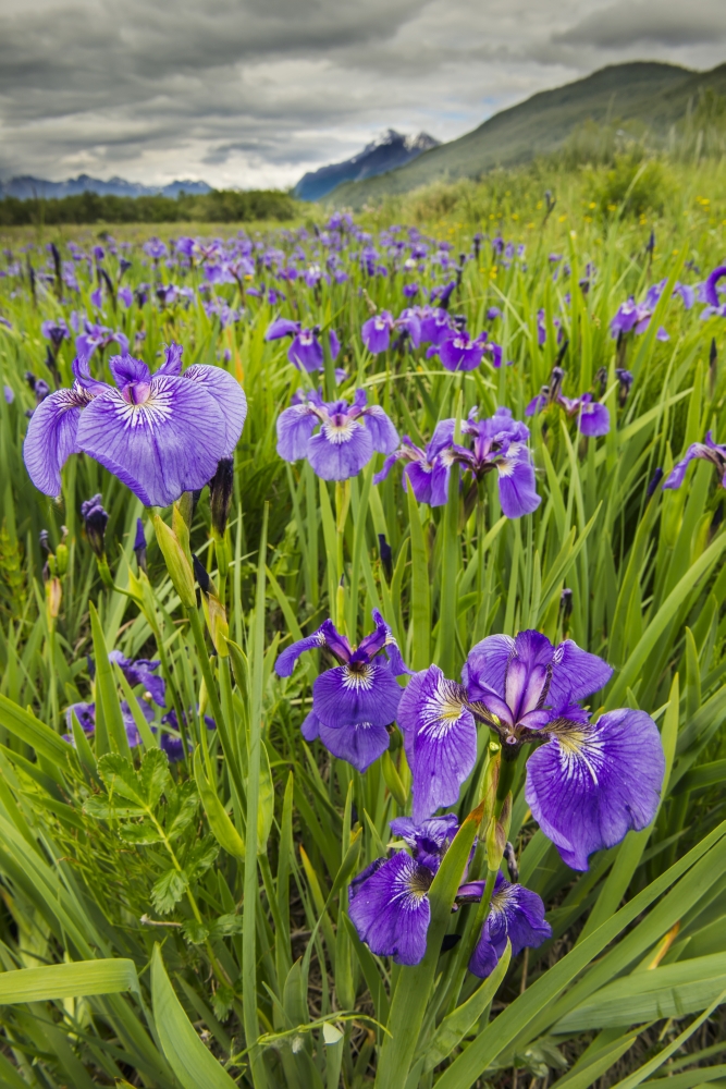 Patch of Wild Irises On The Eklutna Flats with A View of Pioneer Peak in The Background Poster Print by Carl Johnson, 24 x 38 - Large