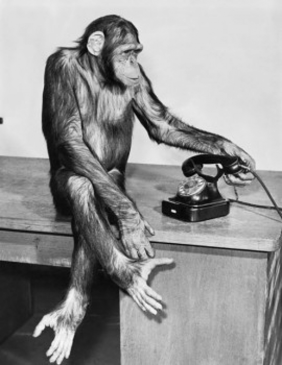 SAL9901543C Chimpanzee Holding a Telephone Receiver & Sitting on a Table Poster Print - 18 x 24 in.