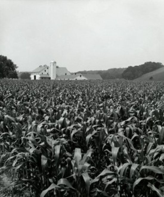 Crops in a Field Poster Print - 18 x 24 in.