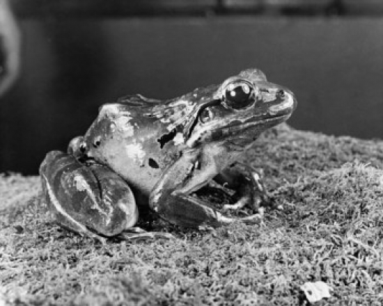 Spring Peeper Frog Sitting Pseudacris Crucifer Poster Print - 18 x 24 in.