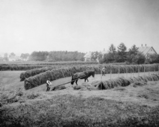 Hay Harvest Norway Poster Print - 18 x 24 in.