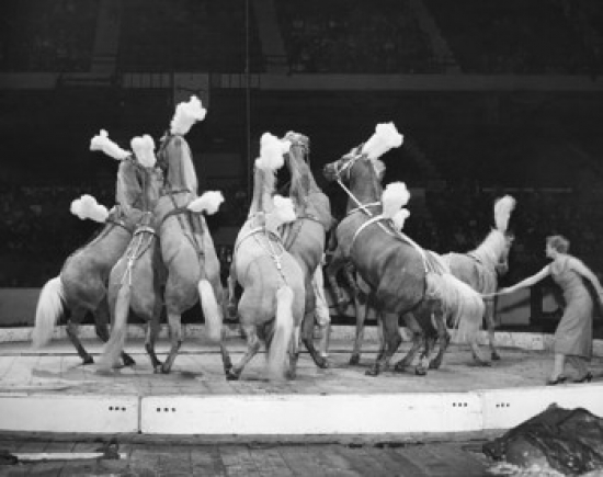 Horses Performing in a Circus Poster Print - 18 x 24 in.