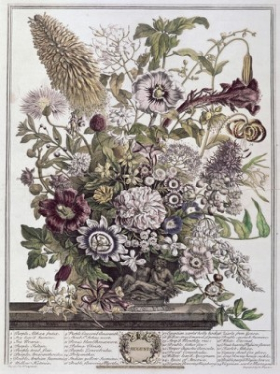 August 1730 H. Fletcher Ca.18th C. British Lithograph Poster Print - 18 x 24 in.