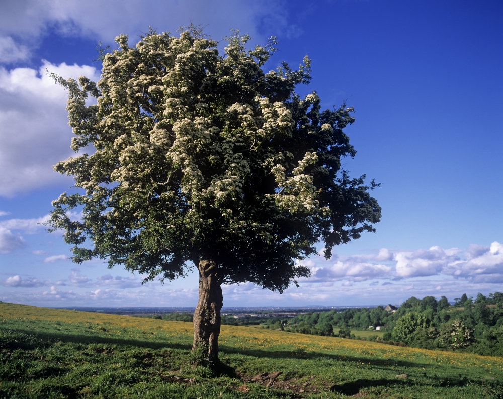 Hawthorn Tree On A Landscape Ireland Poster Print by The Irish Image Collection, 30 x 24 - Large