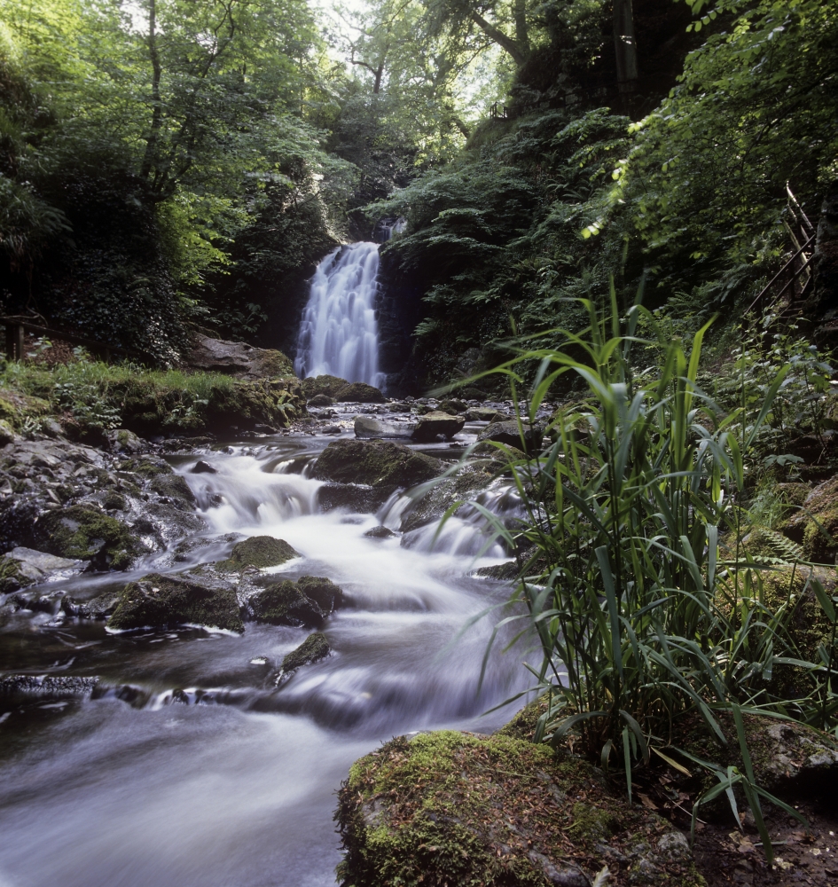 DPI1798509 Waterfall in a Forest Glenoe Waterfall Glenoe County Antrim Northern Ireland Poster Print by The Irish Image Collection, 13 x 14