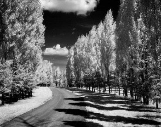Road Lined with Poplars Infrared Shot Poster Print - 18 x 24 in.