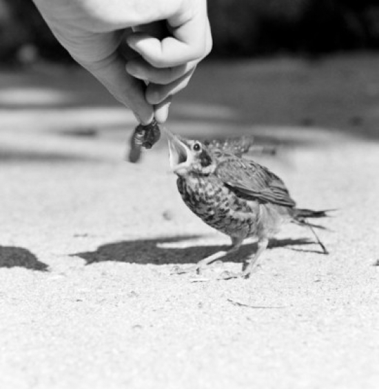Person Feeding Bird Poster Print - 18 x 24 in.