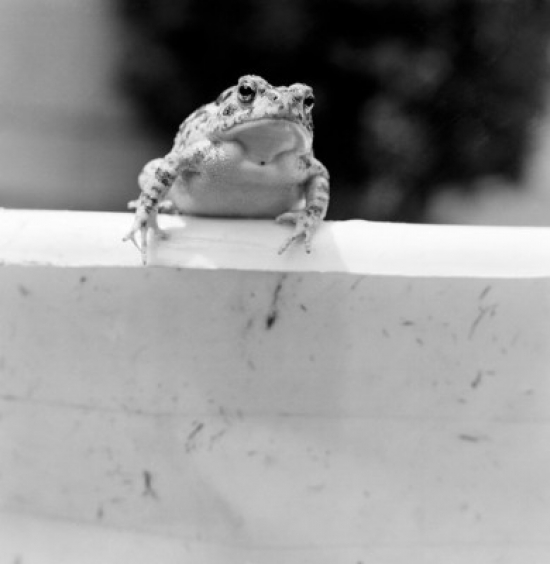 Toad Sitting on Wall Poster Print - 18 x 24 in.