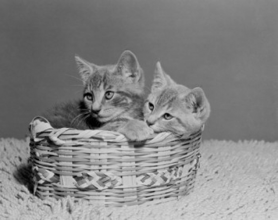 Two Kittens in Basket Poster Print - 18 x 24 in.