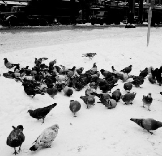 Pigeons in Snow Poster Print - 18 x 24 in.