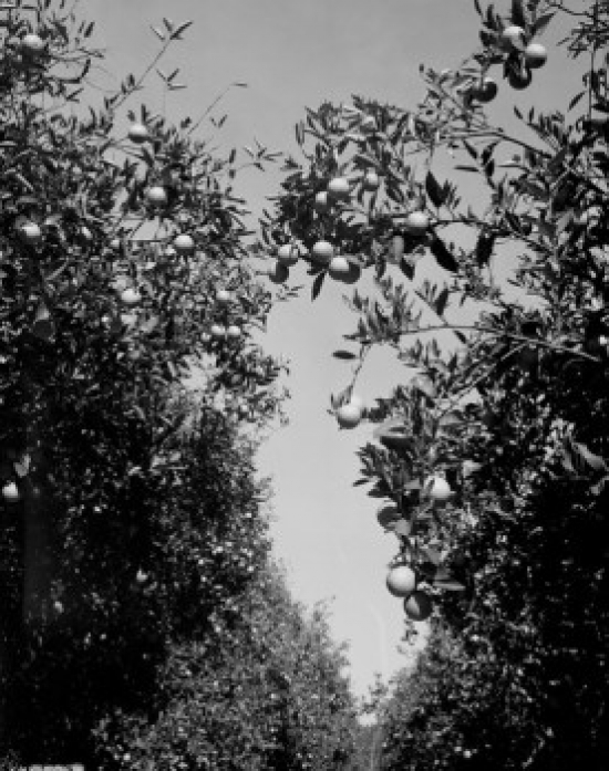 USA Florida Orange Trees Poster Print - 18 x 24 in.