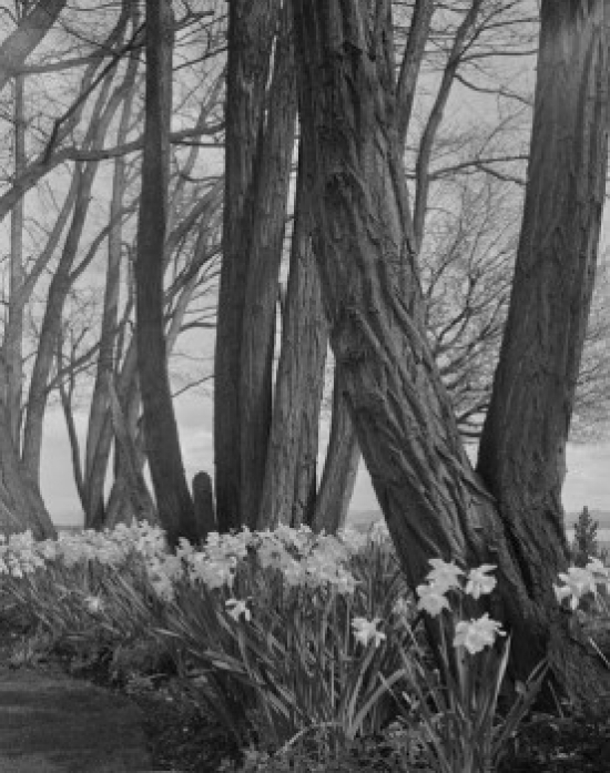 Blooming Daffodils Poster Print - 18 x 24 in.