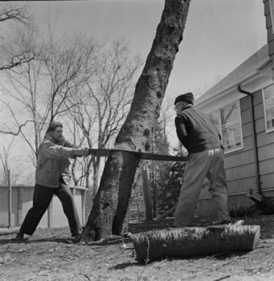 Two Men Sawing Tree in Backyard Poster Print - 18 x 24 in.
