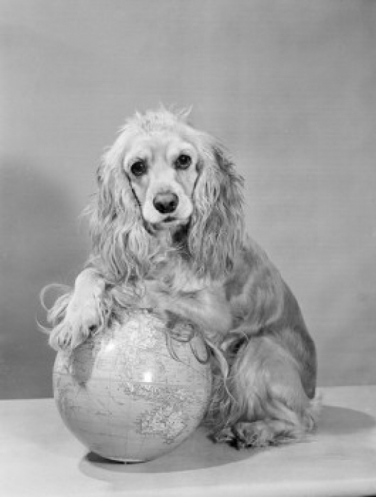 Studio Shot of Cocker Spaniel with Globe Poster Print - 18 x 24 in.