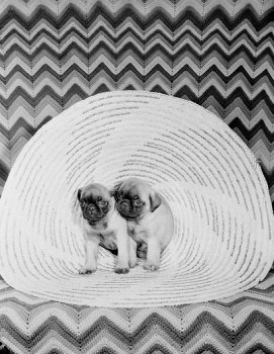 Two Pug Dogs on Sofa Poster Print - 18 x 24 in.