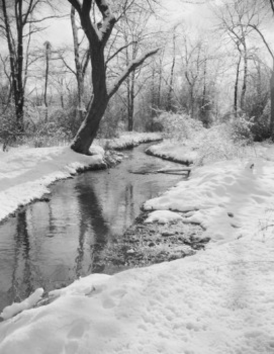 Forest with Creek in Winter Poster Print - 18 x 24 in.