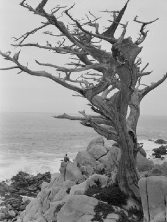 Dead Cypress Tree on Cliff Poster Print - 18 x 24 in.