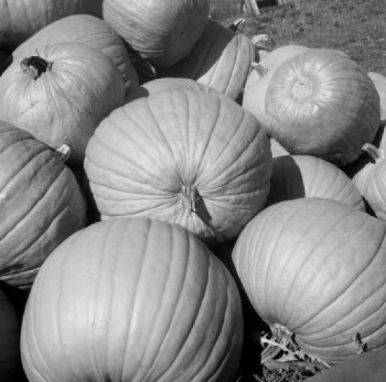 Pumpkins High Angle View Poster Print - 18 x 24 in.