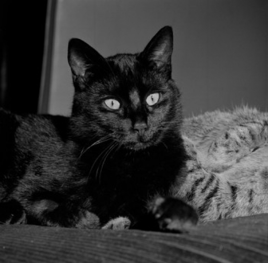 Black Cat Relaxing on Bed Poster Print - 18 x 24 in.