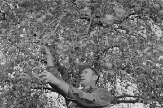 USA Pennsylvania Tunkhannock Agricultural Worker Picking Up Apples From Tree Poster Print - 18 x 24 in.