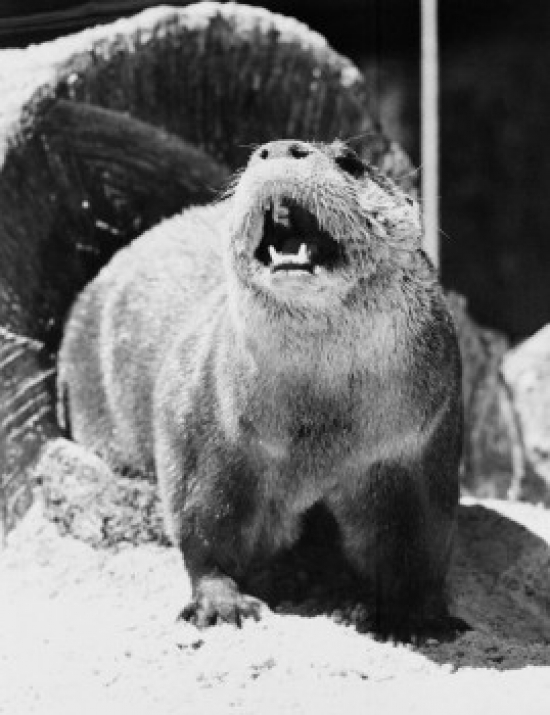 Otter Barking Poster Print - 18 x 24 in.