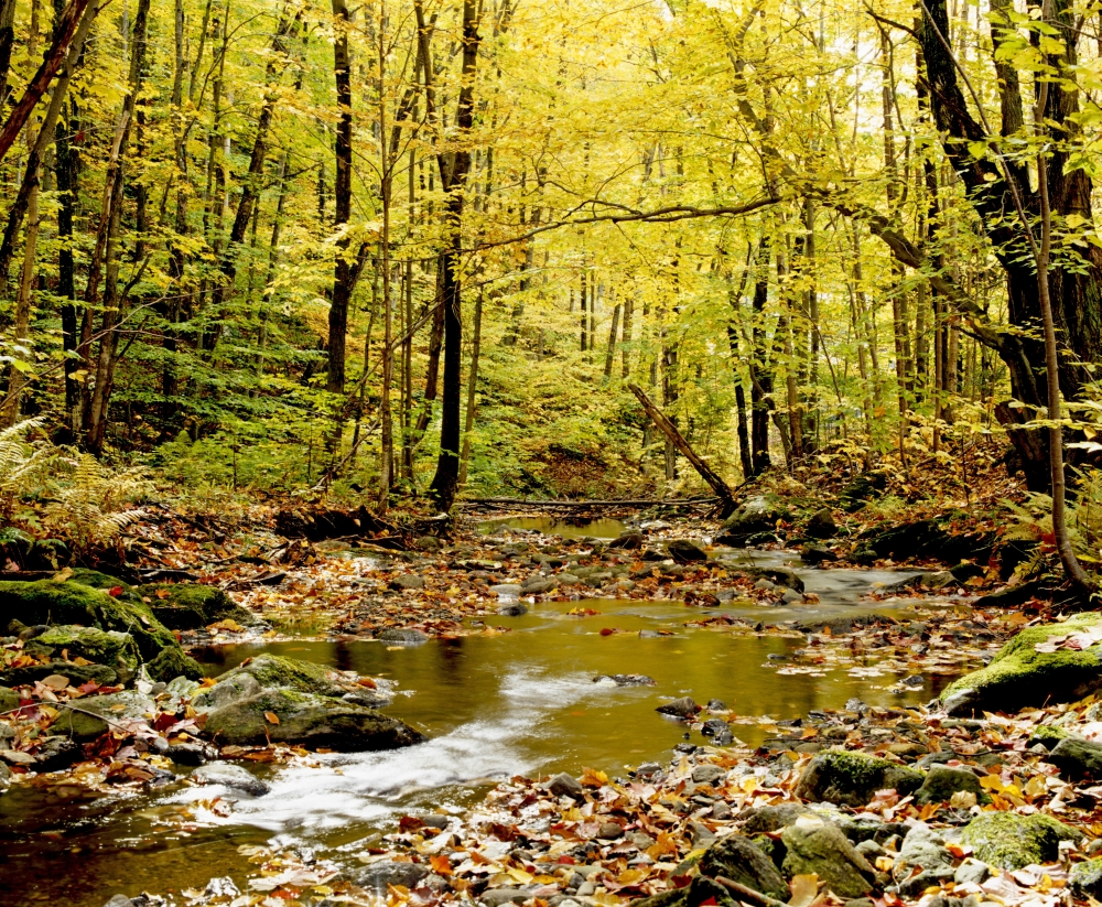 DPI1802579LARGE Forest with Creek Flowing Through It Poster Print by David Chapman, 32 x 26 - Large