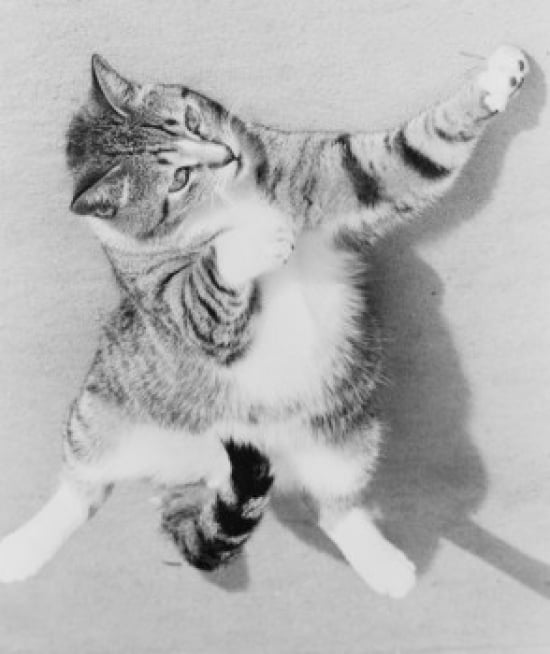 Cat in Boxing Pose Left Hook Poster Print - 18 x 24 in.