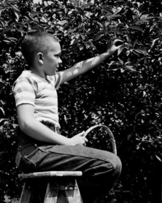 Boy Picking Cherries Poster Print - 18 x 24 in.
