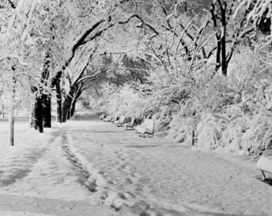 Park in Winter Poster Print - 18 x 24 in.