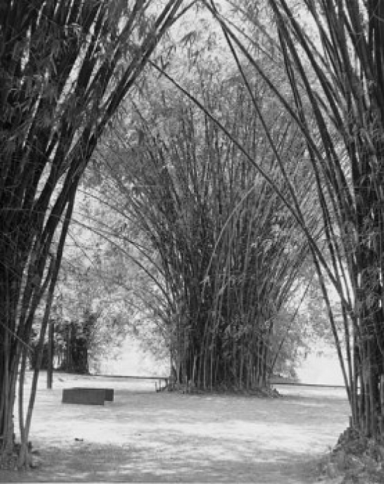 Bamboo Forest Cote D Ivoire Poster Print - 18 x 24 in.